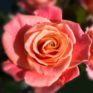 Роза чайно гибридная «Мисс Пигги» («Miss Piggy»)