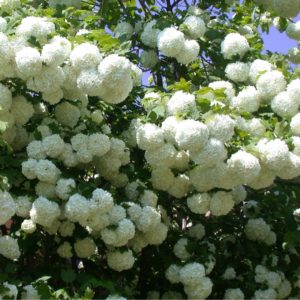 Калина обыкновенная «Розеум» («Roseum»)