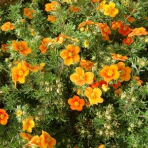 Лапчатка кущова «Хоплейс Оранж» («Hopley's Orange»)