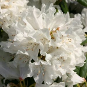Рододендрон каролинский «Дора Аматейс» («Dora Amateis»)