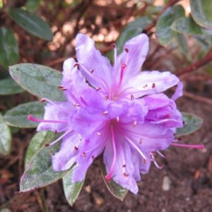 Рододендрон плотный «Моерхим» («Moerheim»)