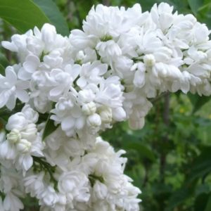 Сирень обыкновенная «Мадам Лемуан» («Madame Lemoine»)