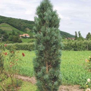 Сосна черная «Фастигиата» («Fastigiata»)