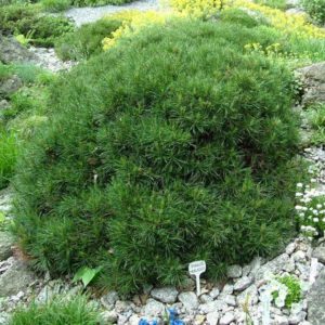 Сосна горная (Pinus mugo)