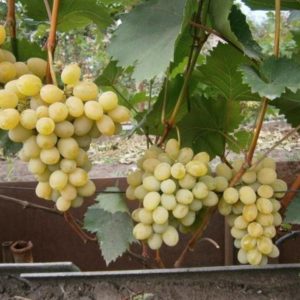 Виноград «Плевен Устойчивый»