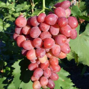 Виноград «Рубиновый Юбилей»